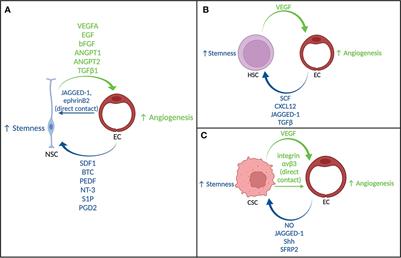 Exploring the origin of the cancer stem cell niche and its role in anti-angiogenic treatment for glioblastoma